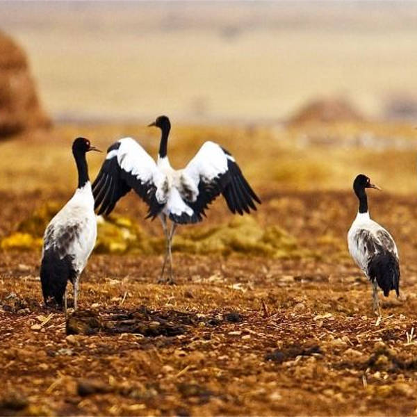 black necked crane festival